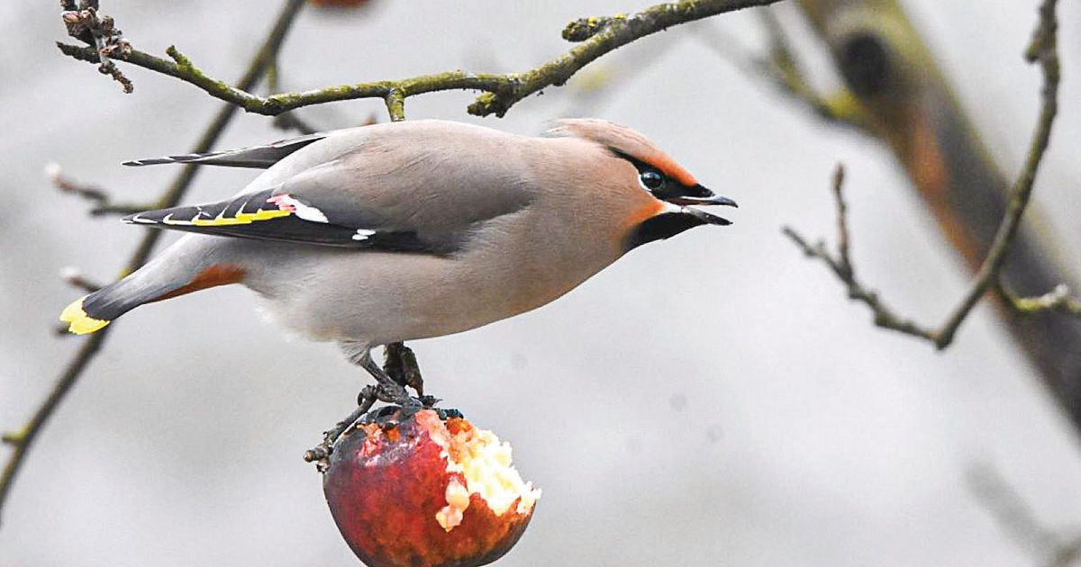Csemege madárfotósoknak